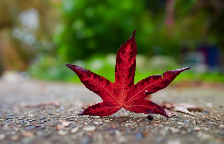 Fall has fallen…..