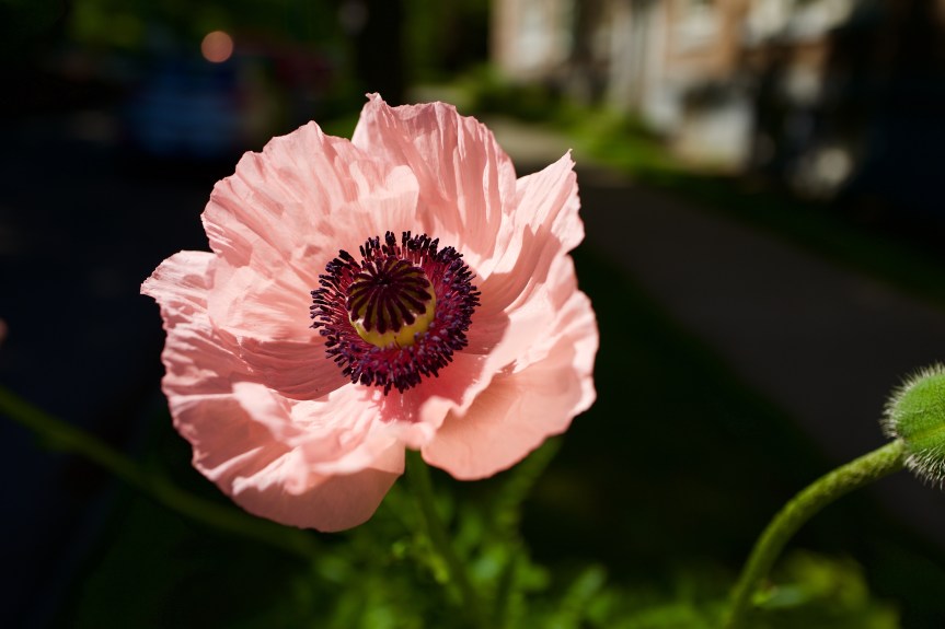 Time for another flower....