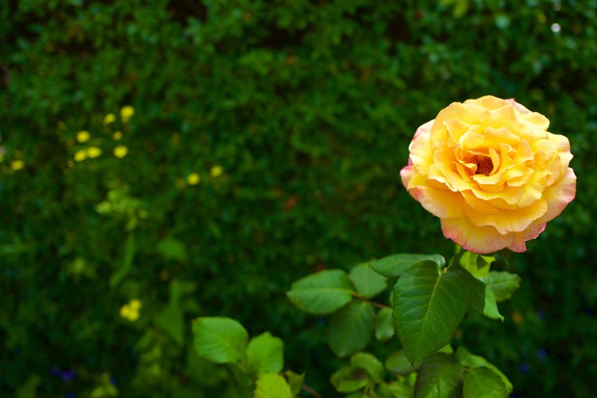 Time for a flower from my front yard.